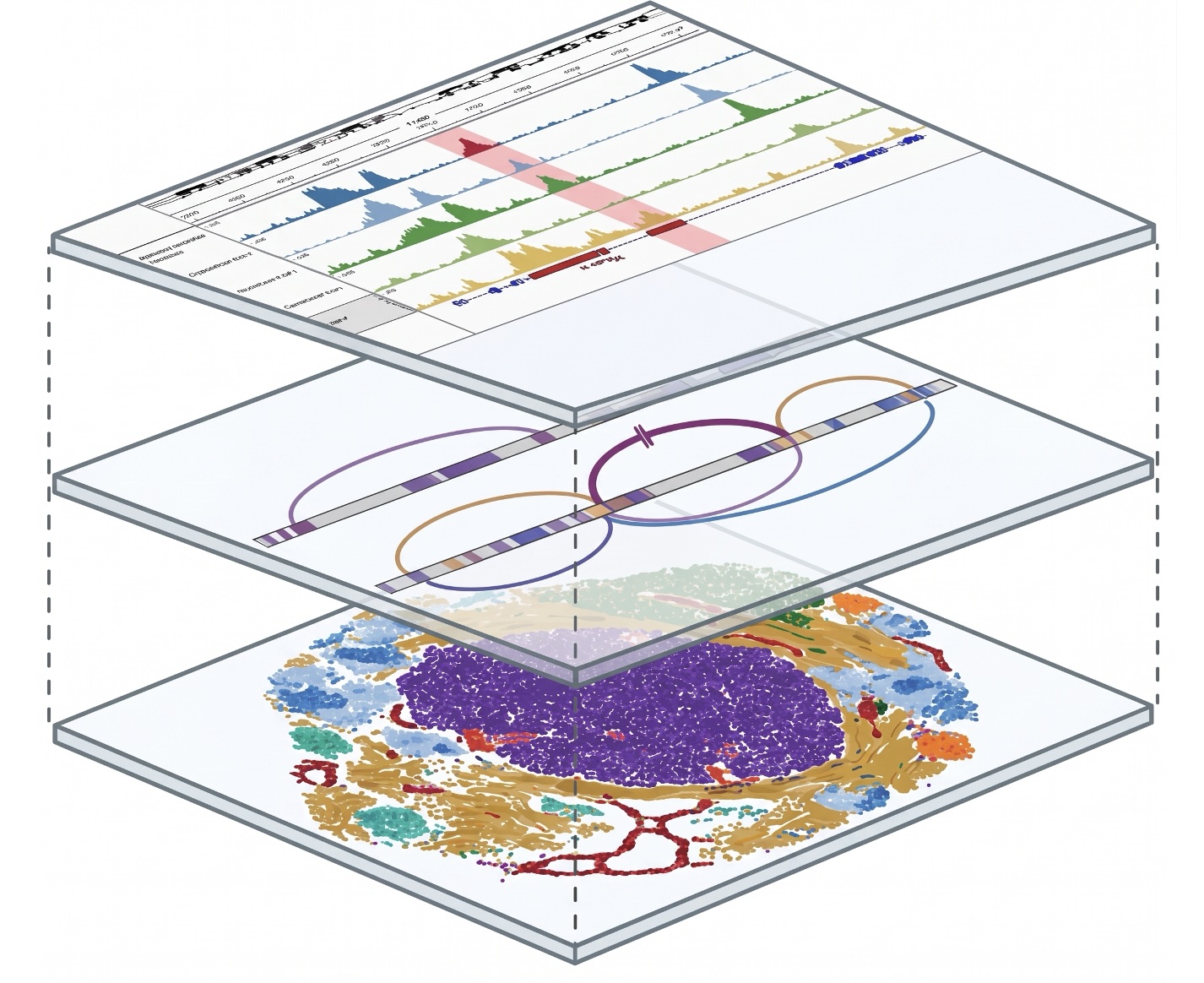 Schematic of layered chordoma data: chromatin accessibility tracks, chromosome structure and a spatial map of tumor cells