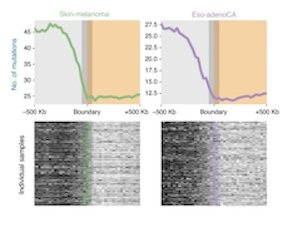 Figure showing somatic mutation density across chromatin domains